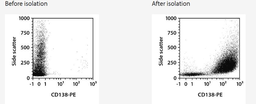 Separation of a whole blood sample spiked with U266 cell line (0.5%) using the StraightFrom Whole Blood and Bone Marrow CD138 MicroBeads, the Whole Blood Column Kit, and an MS Column. Cells were fluorescently stained with CD45-FITC, CD138-PE, and CD19-APC and analyzed by flow cytometry using the MACSQuant Analyzer. Cell debris, dead cells, and CD45- cells were excluded from the analysis based on scatter signals and propidium iodide fluorescence.
